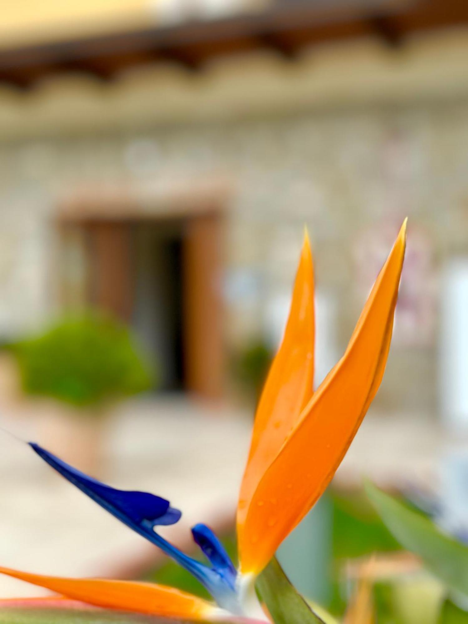 Casale Degli Ulivi Resort Pellare Luaran gambar